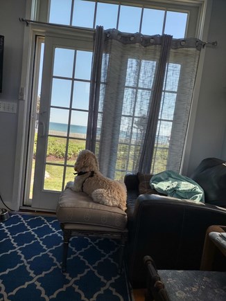 New Seabury - Maushop Village Cape Cod vacation rental - Front Den - Favorite view of Alex