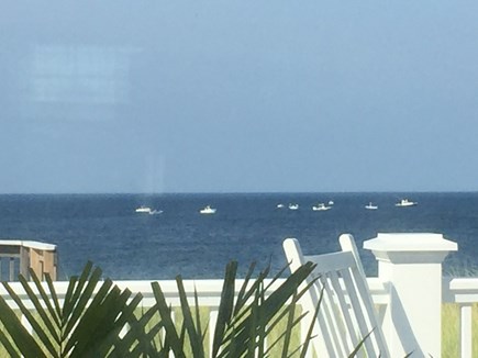 Sandwich Cape Cod vacation rental - Rush hour at feeding time