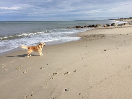 Sandwich Cape Cod vacation rental - Dogs dig this beach