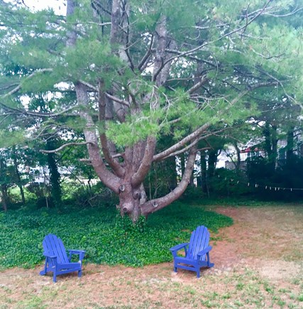 Dennisport Cape Cod vacation rental - Wonderful outdoor space to enjoy your morning coffee