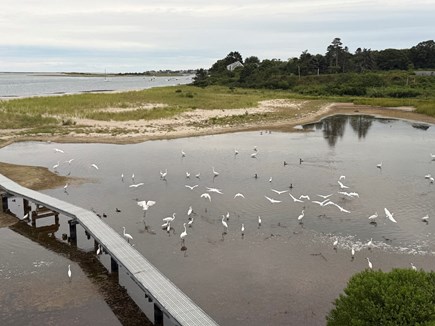 Chatham, On the Beach Front, North Chat Cape Cod vacation rental - Early morning bird show, feeding! <br/>Egrets, herons, cormorants, …