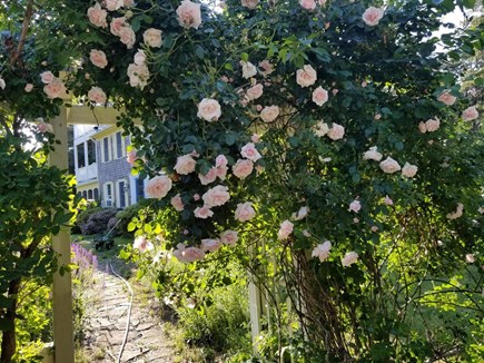 Wellfleet near Center Cape Cod vacation rental - Floral archway to home