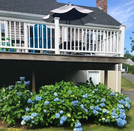 Brewster Cape Cod vacation rental - Plentiful summer hydrangeas in blues and purples