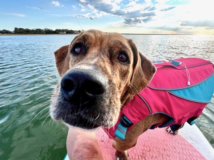 Orleans Cape Cod vacation rental - Resident pup and paddle boarding enthusiast, Charlie girl!