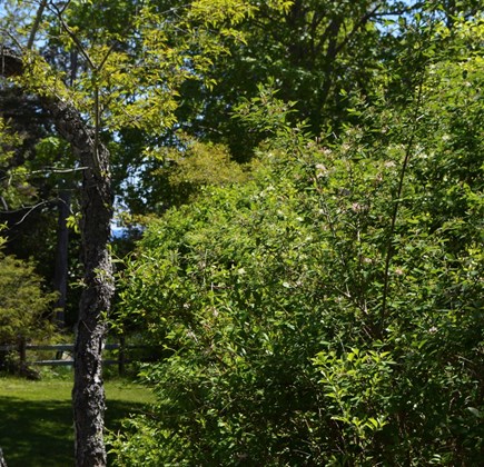 Nauset Heights (East Orleans) Cape Cod vacation rental - Look closely, a patch of ocean blue is visible thru the trees.