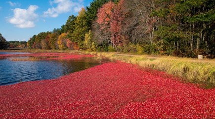 Dennisport Cape Cod vacation rental - Fall cranberry bog ready to harvest