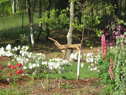 South Orleans Cape Cod vacation rental - Backyard flower gardens
