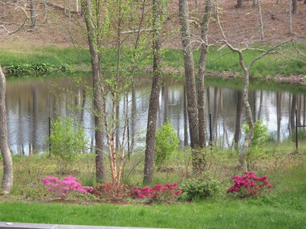 South Orleans Cape Cod vacation rental - Backyard lawn view of 'red hawk' pond