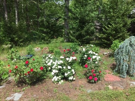 South Orleans Cape Cod vacation rental - Backyard rose garden