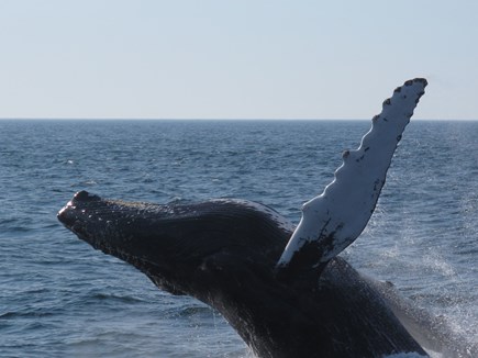 South Orleans Cape Cod vacation rental - Go whale watching from Provincetown