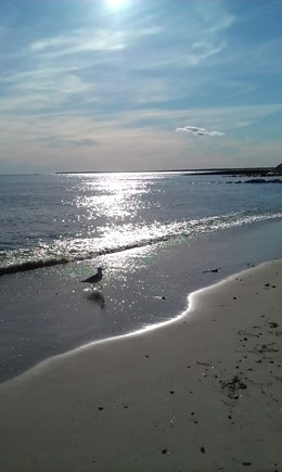 Dennis Port Cape Cod vacation rental - Private beach outside of cottage