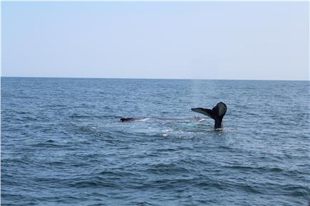 Harwich Cape Cod vacation rental - Who doesn't want to see a whale while on the Cape!