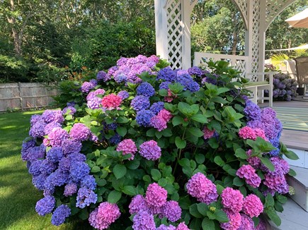 Dennis Village Cape Cod vacation rental - Traditional Cape Cod garden beauty near the pool