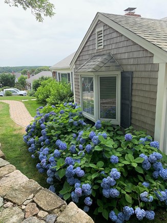 Yarmouth Port Cape Cod vacation rental - Summer Blues