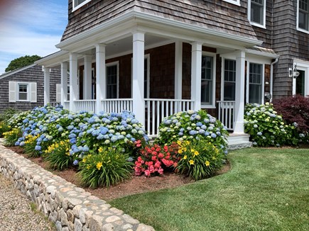 Mashpee / Popponesset Cape Cod vacation rental - Hydrangeas in bloom!