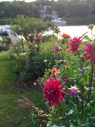 East Falmouth  Cape Cod vacation rental - There are dahlias, roses, tomatoes, and many other plants.