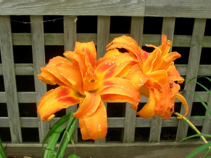 Cotuit Cape Cod vacation rental - In mid July the day lilies are abloom.