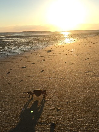 Wellfleet Cape Cod vacation rental - Peaceful Morning Walks on the Flats