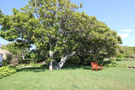 East Dennis Cape Cod vacation rental - Front yard area for summer fun