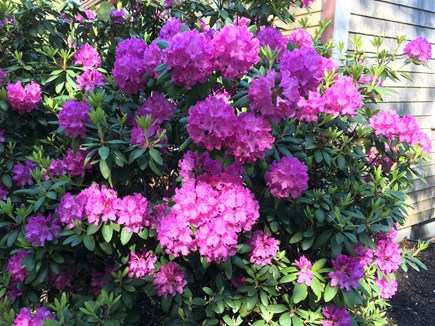 Eastham, walk to Great Pond Cape Cod vacation rental - Beautiful rhododendrons in summer.