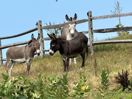 Truro Cape Cod vacation rental - The three amigos….
