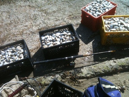 South Chatham Cape Cod vacation rental - Clams are aplenty and yummy to eat!
