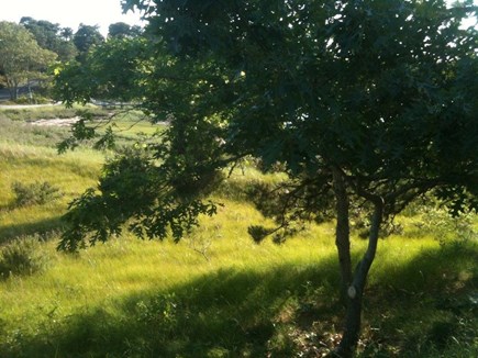 South Chatham Cape Cod vacation rental - Beautiful scenery