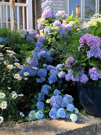 South Dennis Cape Cod vacation rental - Our hydrangeas in July