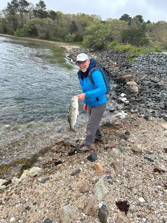 Pocasset, Monument Beach Cape Cod vacation rental - Striped Bass caught on the shoreline of the island.