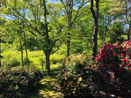 Brewster Cape Cod vacation rental - View of back yard into the nature preserve