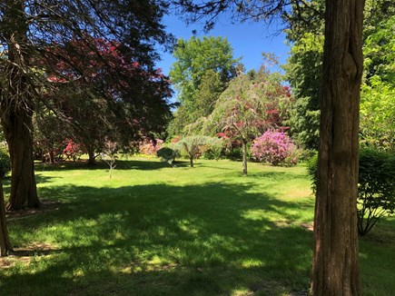 DENNIS Cape Cod vacation rental - Manicured landscape lawn with ornamental trees.
