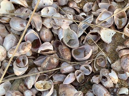 Chatham Cape Cod vacation rental - Shells galore