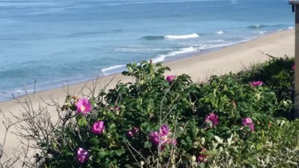 Wellfleet Oceanfront Home Cape Cod vacation rental - Our Beach from the top of the path
