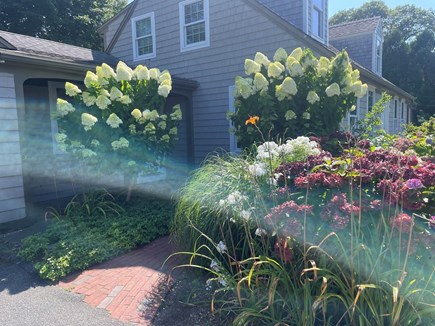 Centerville Cape Cod vacation rental - Front yard