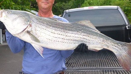 Bourne, Gray Gables Cape Cod vacation rental - Striped Bass caught directly in front of the house!