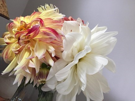 Eastham Cape Cod vacation rental - Dahlias from cottage garden