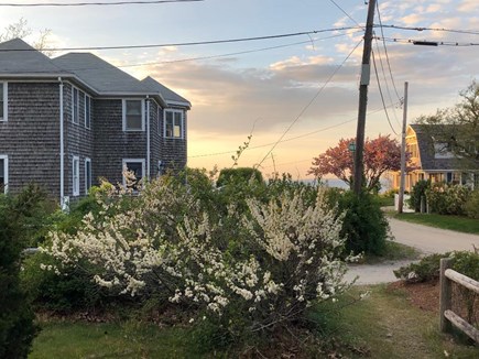 Brewster, Pineland Park Cape Cod vacation rental - Spring blossoms