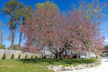 Chatham Cape Cod vacation rental - Century-old cherry blossom tree