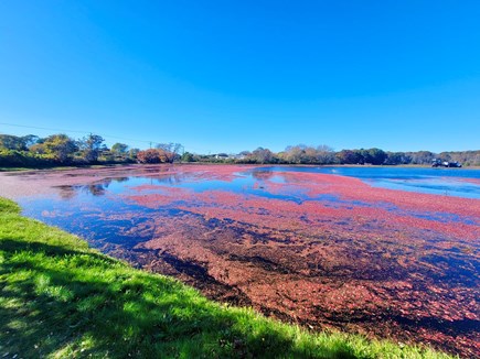 West Yarmouth Cape Cod vacation rental - October cranberry bog harvest, at end of street