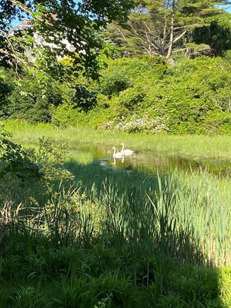 West Hyannisport Cape Cod vacation rental - Our resident swans.
