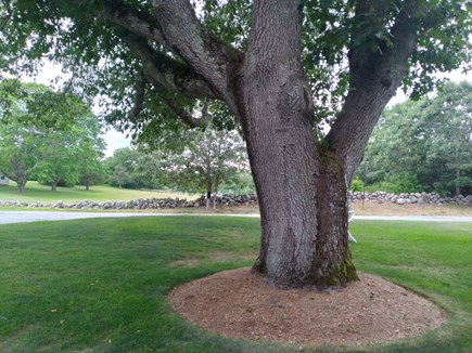 West Barnstable Cape Cod vacation rental - 150 Year Old Black Oak Tree