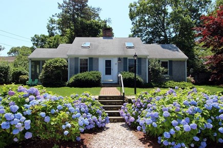 Brewster Cape Cod vacation rental - Hope you like hydrangeas!
