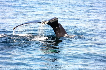 Barnstable Cape Cod vacation rental - Whales!