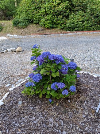 Brewster Cape Cod vacation rental - Exterior - Front