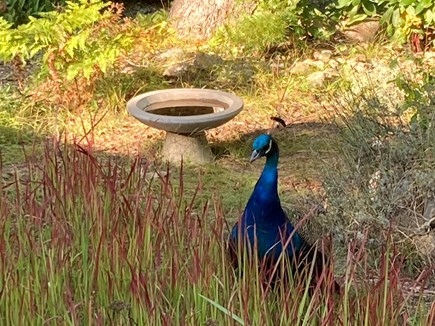 Brewster Cape Cod vacation rental - Even the Brewster Peacock comes to visit!