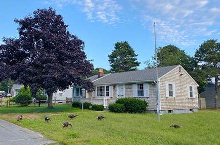 South Dennis Cape Cod vacation rental - The house has a large front yard--and occasional visiting turkeys