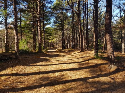 Truro Cape Cod vacation rental - Long Driveway into the Trees of Truro