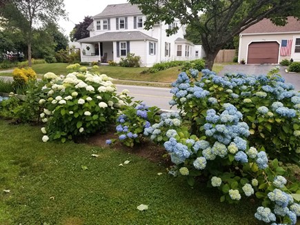 Falmouth Village Cape Cod vacation rental - Blooming hydrangeas