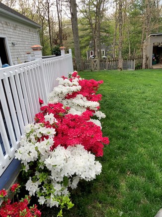 Sandwich, Forestdale Cape Cod vacation rental - Newly updated landscaping and plantings