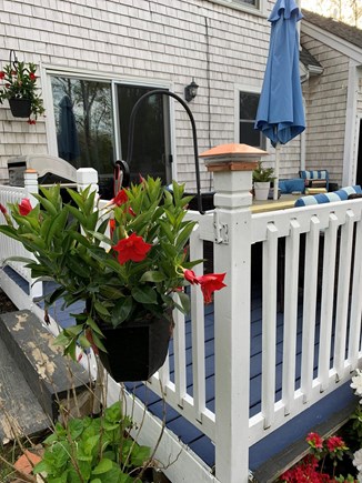 Sandwich, Forestdale Cape Cod vacation rental - Lovely place for morning coffee!